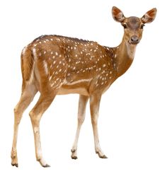 a small deer standing on top of a white floor