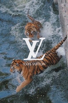 two tigers playing in water with the louis vuitton logo