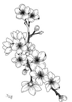 an ink drawing of some flowers on a branch with the words but in black and white