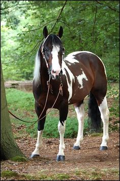 a brown and white horse standing next to a tree