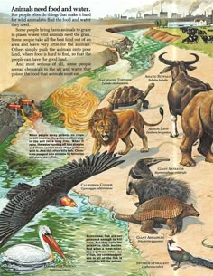 an animal food and water poster with pictures of animals, birds, and other things