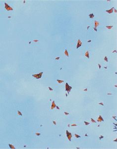 there are many orange butterflies flying in the air on a clear day with blue skies