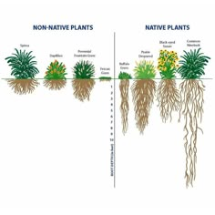 the different types of plants and their roots are labeled in this diagram, which shows how they