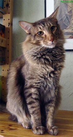 a cat sitting on top of a wooden floor next to a framed picture in a room