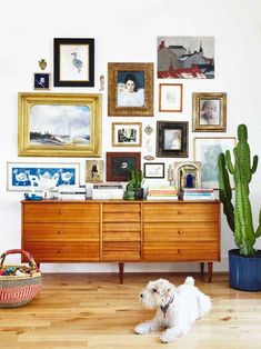 a white dog sitting on the floor in front of a wall full of framed pictures