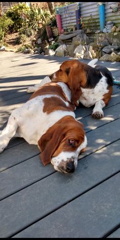 two brown and white dogs laying on top of a wooden deck