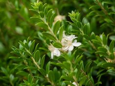 some white flowers and green leaves on a bush