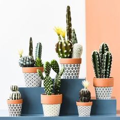 there are many different kinds of cactus in the pots