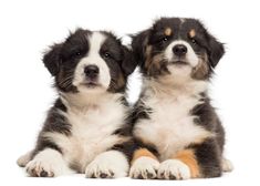 two puppies sitting next to each other with their paws crossed in front of them