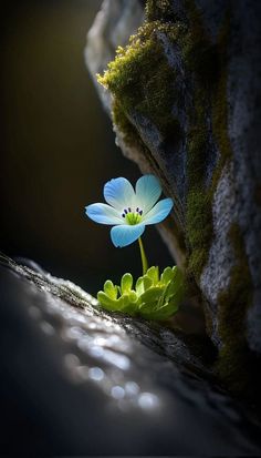 a blue flower sitting on top of a moss covered rock