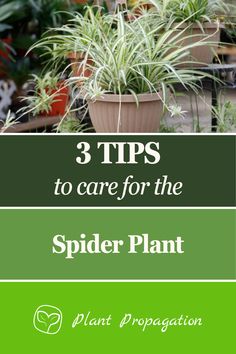 spider plant with three tips to care for the spider plant