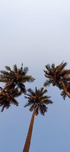 three palm trees reaching up into the sky