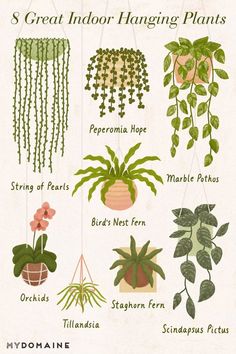 a poster with some plants hanging from it's sides and the words, 8 great indoor hanging plants