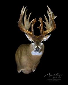 a white tailed deer with large antlers on it's head