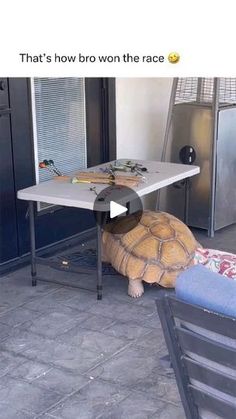 a tortoise shell sitting under a table in front of a kitchen counter with the caption that reads, that's how brown the race