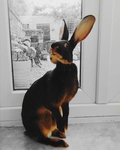 a black and brown rabbit sitting in front of a door