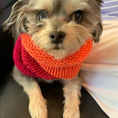 a small dog wearing an orange and pink scarf