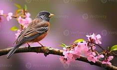 a bird is perched on a branch with pink flowers