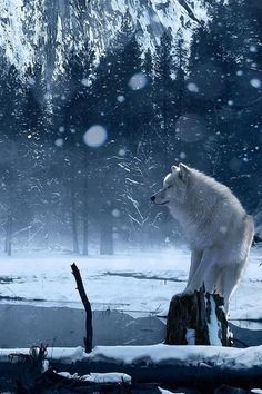 a white wolf standing on top of a tree stump in the snow next to a forest