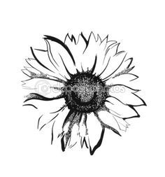 a black and white drawing of a sunflower