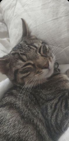 a cat laying on top of a bed next to a white pillow and pillows with its eyes closed