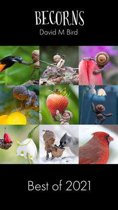 the cover of the book's best of 2011, featuring images of birds and flowers