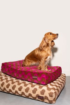 a brown dog sitting on top of a pink and leopard print cushioned pet bed