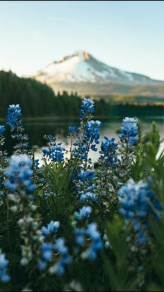 blue flowers in front of a mountain lake