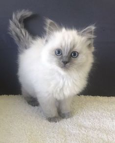 a white kitten with blue eyes standing on a rug