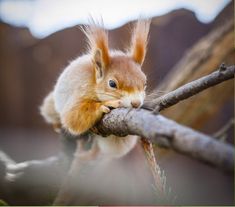 a squirrel is sitting on a tree branch