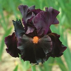 a close up of a purple flower with green leaves in the background and grass behind it