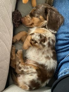 Miniture longhaired dachshund Mini Long Haired Dachshund, Longhaired Dachshund, Magic Corner, Dream Puppy, Office Dog, Long Haired Dachshund, Cute Animals Puppies