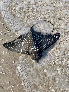 a black and white spotted umbrella laying on the sand