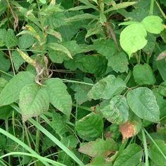 some green plants with brown spots on them and grass in the foreground is dirt