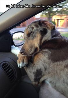 a dog sitting in the driver's seat of a car with its head on the steering wheel