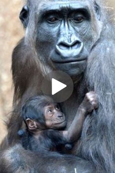 an adult and baby gorilla holding each other in their arms with the caption,