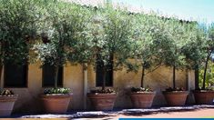 there are many potted olive trees in front of the building