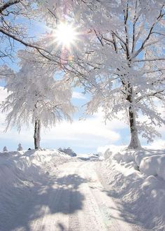 the sun shines brightly through snow covered trees