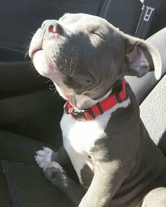 a dog sitting in the back seat of a car with its eyes closed and tongue out