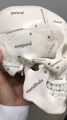 a hand holding a model of the skull with labels on it's bones and neck