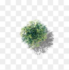 a tree with green leaves on it is shown in an image that appears to have been drawn