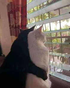 a black and white cat sitting on top of a window sill looking out the window