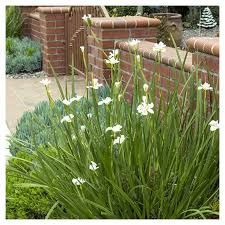 some white flowers are growing near a brick wall