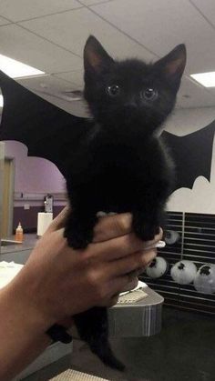 a person holding a small black kitten in their hand