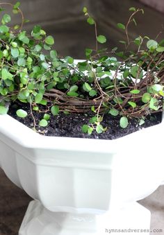 a potted plant with small green plants growing out of it