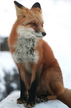 a red fox sitting on top of snow covered ground