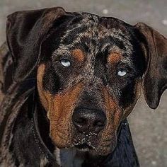 a brown and black dog with blue eyes looking at the camera while standing on concrete