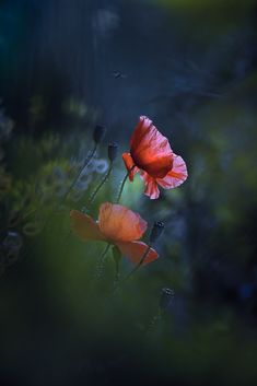 two red flowers in the middle of some grass