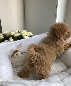 a brown poodle laying on top of a bed next to a stuffed animal and flowers