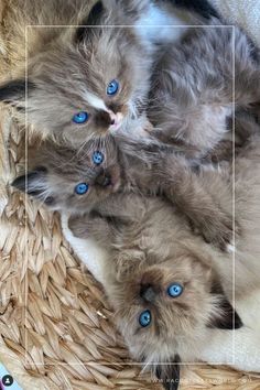 Mink Ragdoll Kittens Ragdoll Cat Breeders, Ragdoll Kittens For Sale, Kitten Photos, Cat Breeder